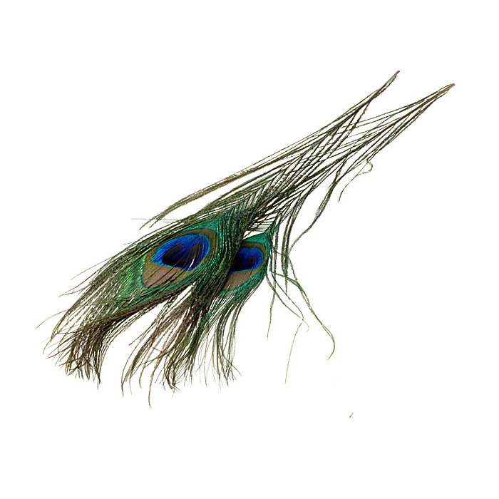 Peacock eyes - pawie oczko